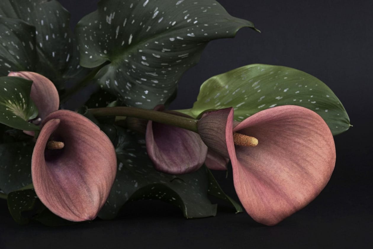 anncapictures-calla-1418652_1280