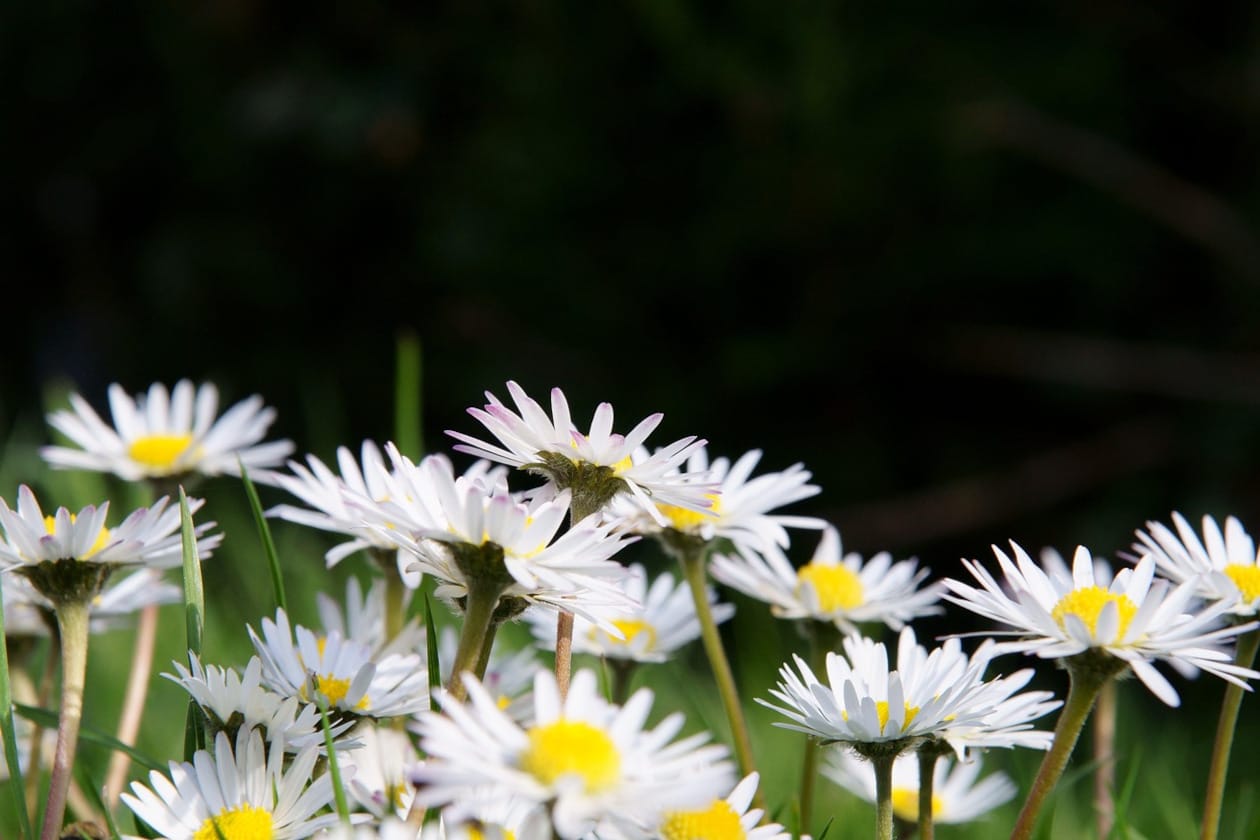 janvanbizar-flowers-7123746_1280