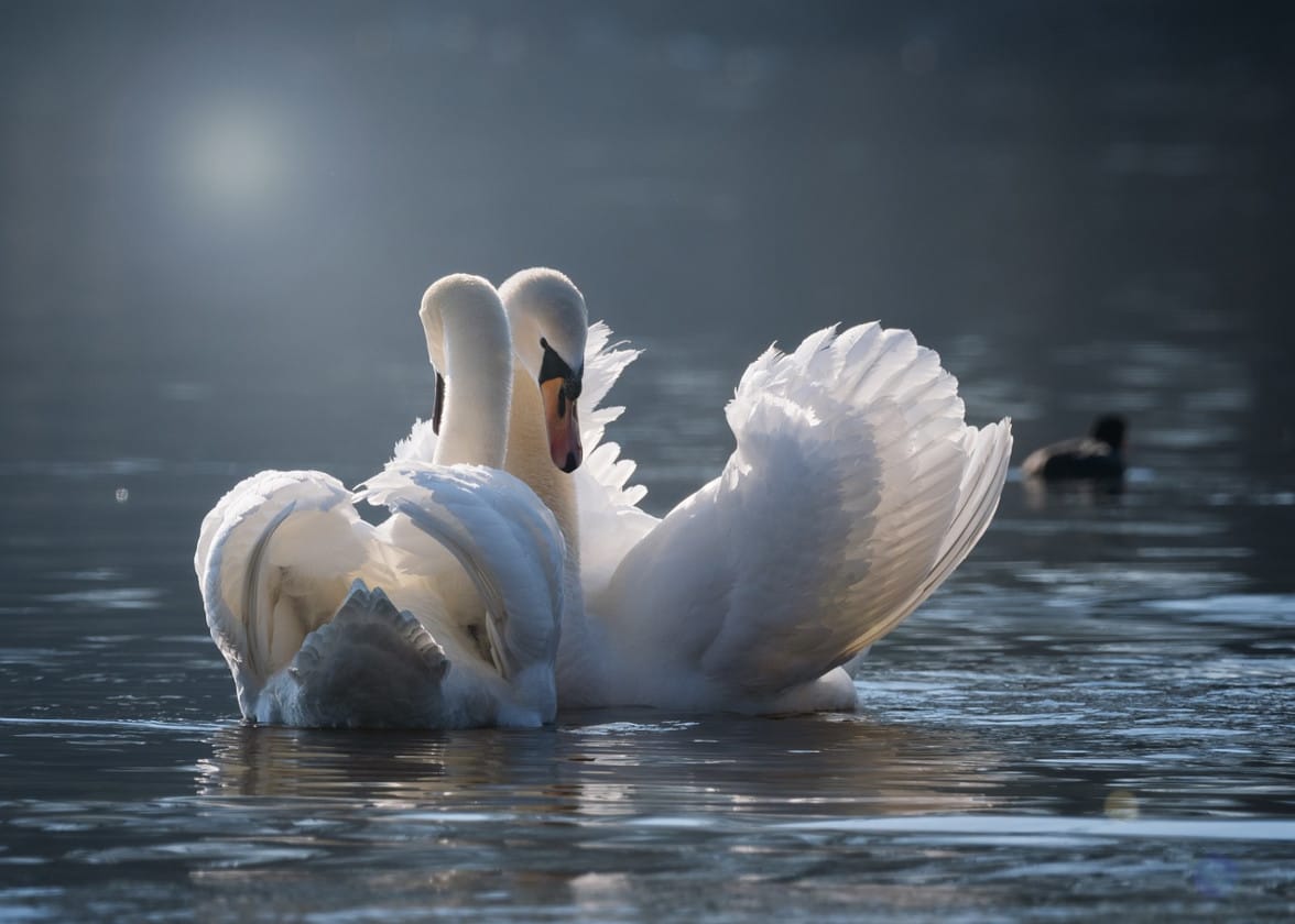moonzigg-swan-4013225_1280